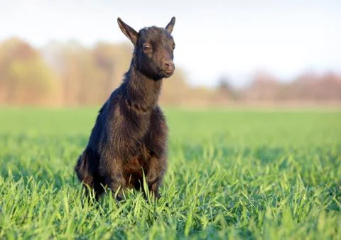 Goat on field Stock-Fotos