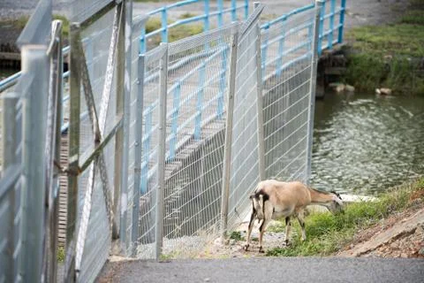 The goat in the field Foto stock
