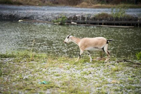 The goat in the field Foto stock