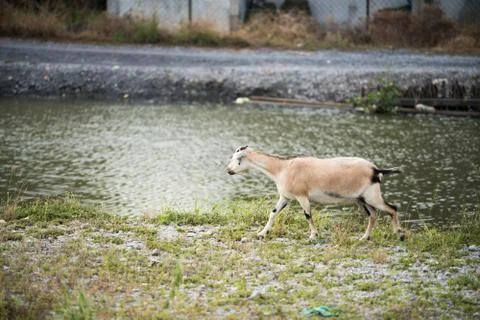 The goat in the field Foto stock