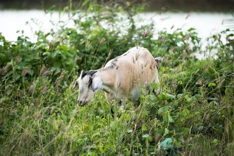 The goat in the field Foto stock