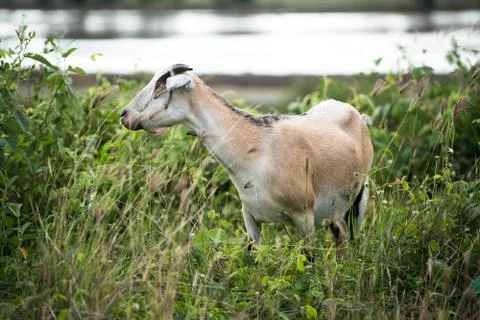 The goat in the field Foto stock