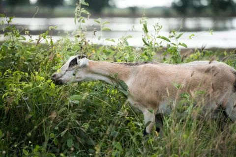 The goat in the field Foto stock