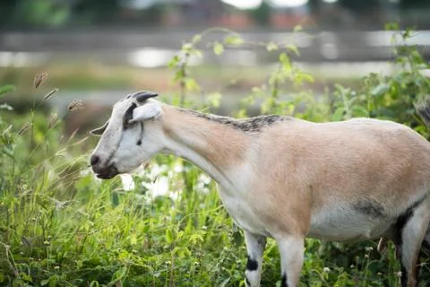 The goat in the field Foto stock