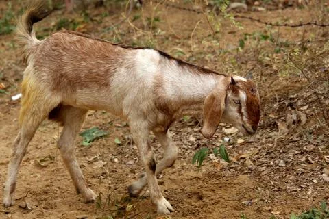 Goat in the field Stock Photos