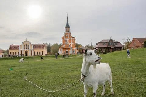 Goat in the field Stock Photos