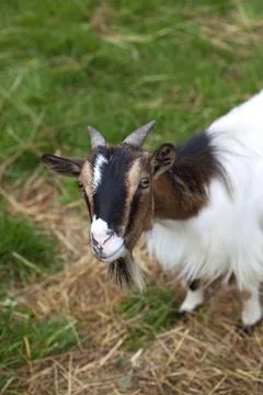 Goat on a field Stock Photos