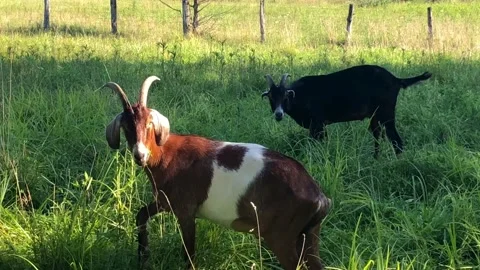 Goat in a field staring at camera Video stock 136317963