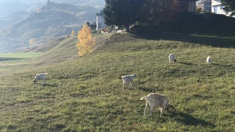 Goat on fields Video stock 112444402