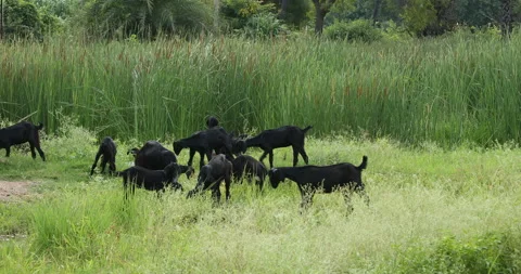 Goat at fields Kerala Stock Footage 157062154