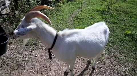 Goat In a Fild Video stock 42698659