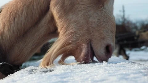 A Goat Finding Joy While Enjoying a Beautiful Snowy Winter Landscape in Natures Stock Footage 303392766