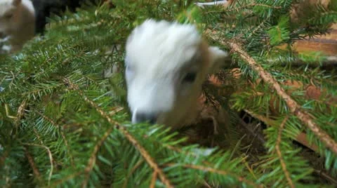 Goat in a fir tree Stock Footage 22104613