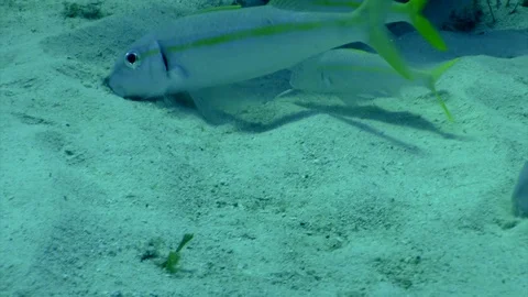 Goat Fish Feeding  Stock Footage 70076461