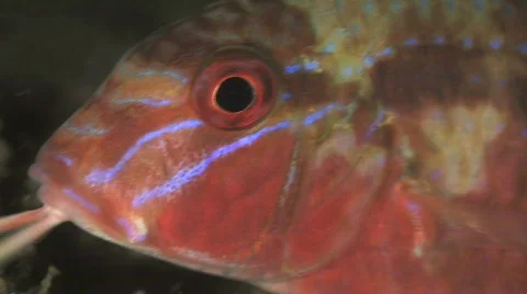 Goat fish Stock Footage 271724