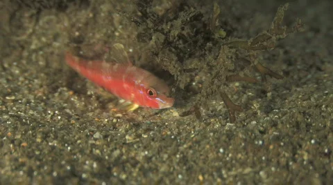 Goat Fish Stock Footage 271728