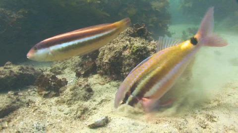 Goat Fish Stock Footage 276529