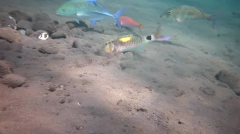 Goat Fish Stock Footage 45178790