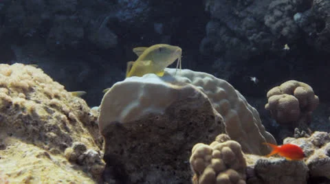 Goat fish at the reef Stock Footage 22713147
