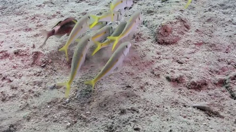 Goat fish on sand Stock Footage 82685579