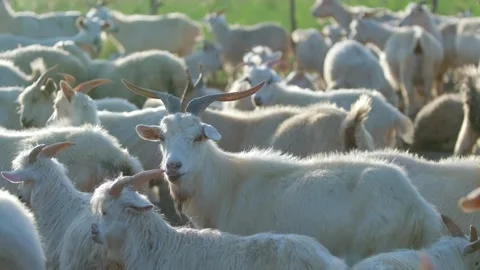 Goat-flock close-up Stock Footage 258188490