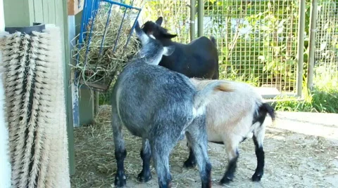 Goat Stock Footage 510148