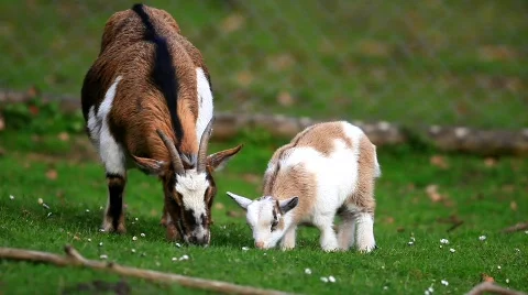 Goat Stock Footage 687172