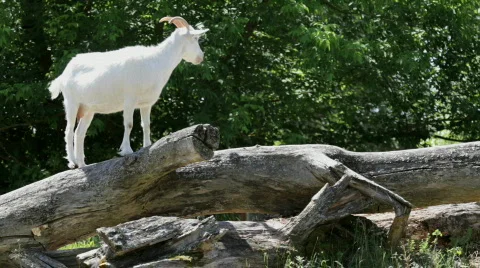 Goat 스톡 동영상 838327