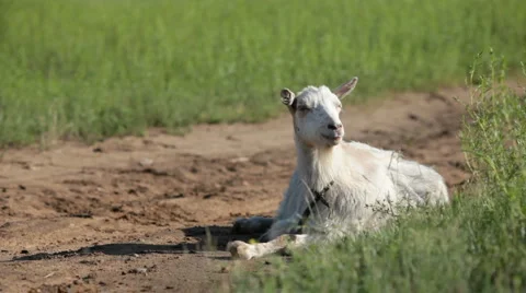 Goat Stock Footage 1010865