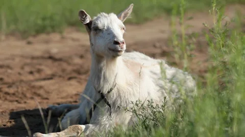 Goat Stock Footage 1011007
