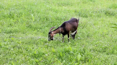 Goat Stock Footage 7731502