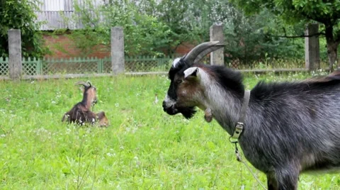 Goat Stock Footage 7731563