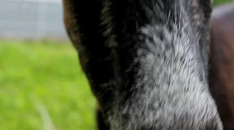 Goat Stock Footage 7731652