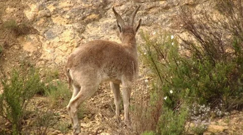 Goat 库存影片 7741604