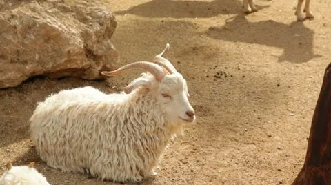 Goat Stock Footage 10727614