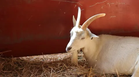 Goat Video stock 12254977