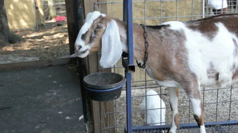 Goat Stockbeeldmateriaal 26642575