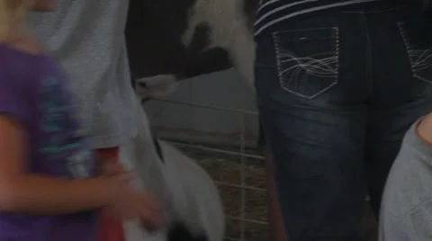 Goat Stock Footage 27816207