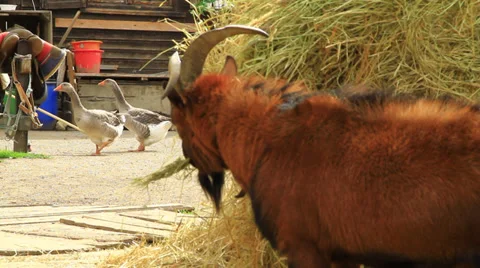 Goat Stock Footage 30663147