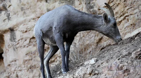 Goat Stock Footage 32695589