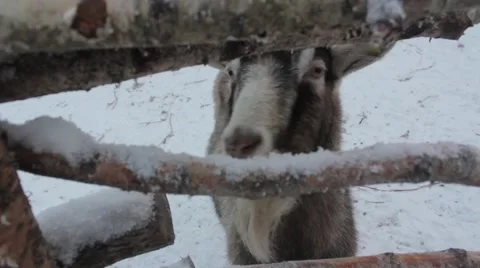 The  goat Stock Footage 45490935