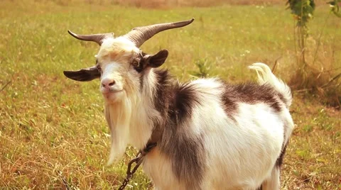 Goat Video stock 54627180