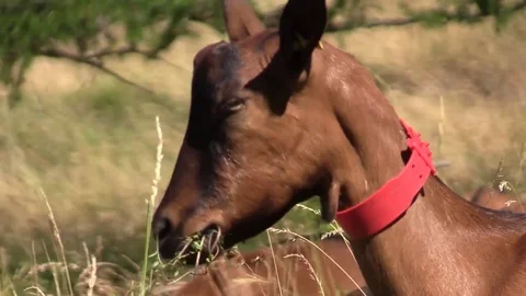 Goat Stock Footage