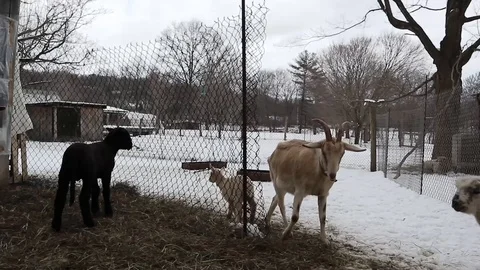 GOAT Video stock 87488856