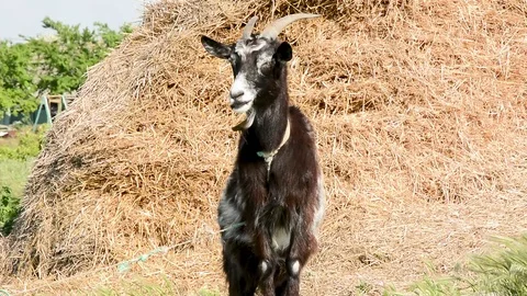 Goat Stock Footage 91040028