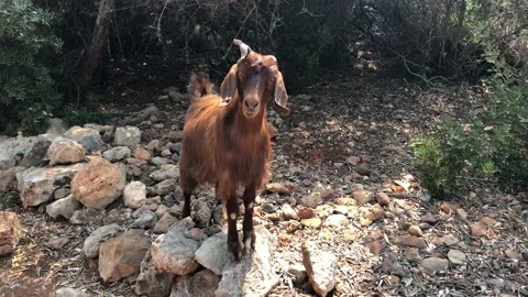 Goat. Stock Footage 94730340