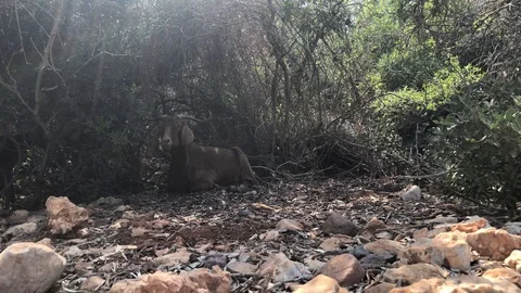 Goat. Stock Footage 94731140