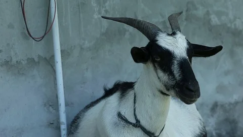 Goat Video stock 101492904