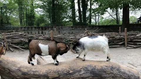 Goat Stock Footage 108599306