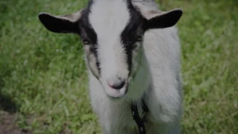Goat 스톡 동영상 108655559